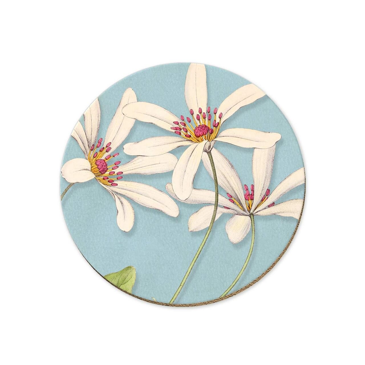 Clematis Puawhananga Coaster - Brand-Livewires : Preview & District ...