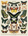 Vintage 1000 Piece Butterfly Puzzle