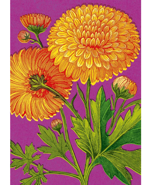 Yellow Chrystanthemum Card