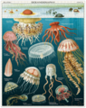 Jellyfish 1000pc Vintage Puzzle