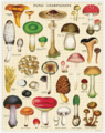 Livewires Mushrooms 1000pc Vintage Puzzle